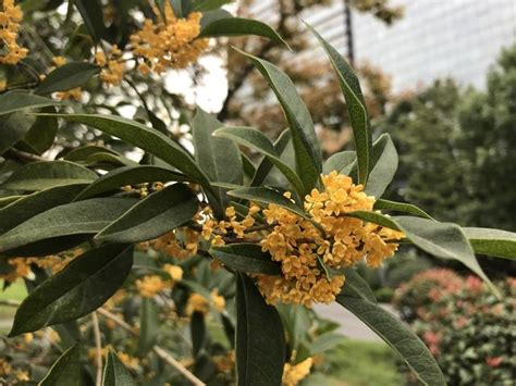 銀桂|桂花